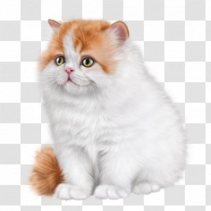 British Semi-longhair Ragamuffin Cat Asian Persian Kitten - Small To Medium Sized Cats Transparent PNG