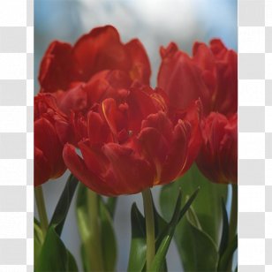 Tulip Plant Stem Bulb Petal Double Early - Flowering Transparent PNG