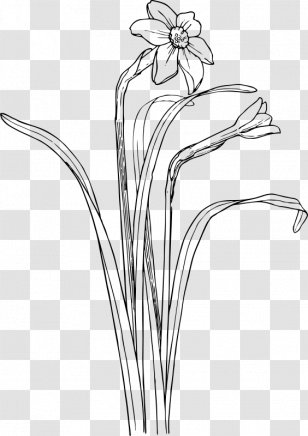 Narcissus Black And White Drawing Clip Art - Artwork - Daffodil Transparent PNG