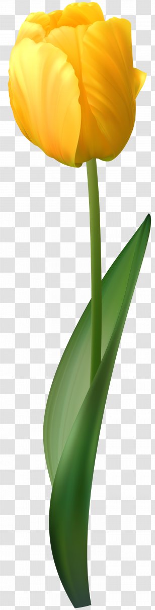 Flower Tulip Yellow Clip Art - Bouquet Transparent PNG