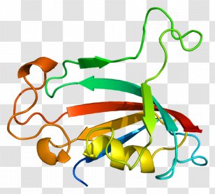 Prolyl Isomerase FKBP Immunophilins Protein - Enzyme - Artwork Transparent PNG