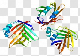 PMP2 Myelin Basic Protein Gene - Heart - Watercolor Transparent PNG