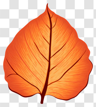 Curled Leaf - Autumn Orange Leaf Illustration Transparent PNG