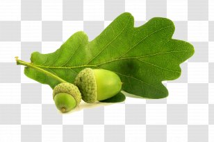 English Oak Northern Red Acorn Leaf Conifer Cone Transparent PNG