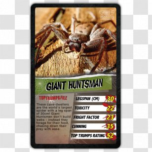 Crab Spiders Australia Invertebrate Huntsman Spider - Giant Transparent PNG