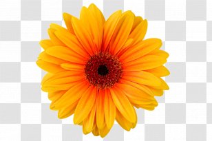 Transvaal Daisy Chrysanthemum Yellow Cut Flowers - Orange - Petal Transparent PNG