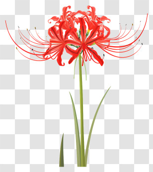 Red Spider Lily - Red Spider Lily In Full Bloom Design Transparent PNG