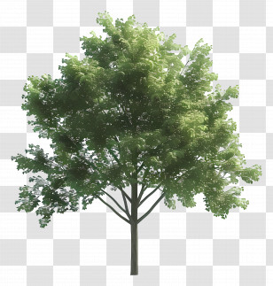 Animated Tree - Lush Green Tree With Dense Foliage Transparent PNG
