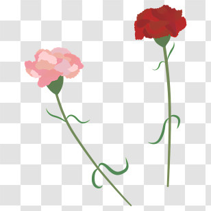 Carnations - Pink And Red Carnation Flowers Illustration Transparent PNG