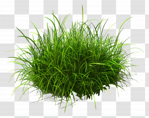 Grass Plant - Lush Green Grass Clump Illustration Transparent PNG