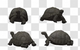 Tortoise Reptile Turtle Animal 3D Modeling - Tortoide Transparent PNG