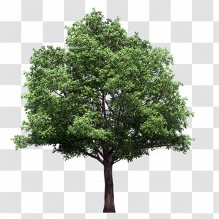 Tree Lindens - Woody Plant - Eucalyptus Transparent PNG