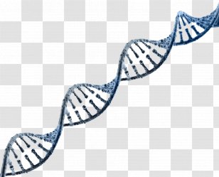 DNA Nucleic Acid Double Helix Genetics RNA Genome - Genetically Modified Organism - E-Cigarettes Transparent PNG