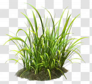 Grass Bush - Lush Green Grass Cluster Illustration Transparent PNG