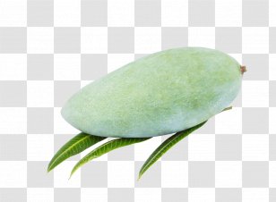 leaf mango png images transparent leaf mango images leaf mango png images transparent leaf