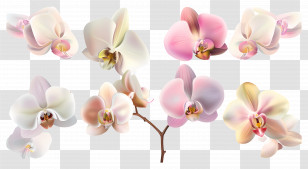 Orchid Flower - Beautiful Orchid Flowers In Bloom Transparent PNG