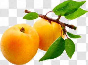 Juice Apricot Nectar Fruit Transparent PNG