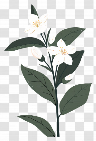 Jasmine Flower - White Lily Flower - Elegant Botanical Design Transparent PNG