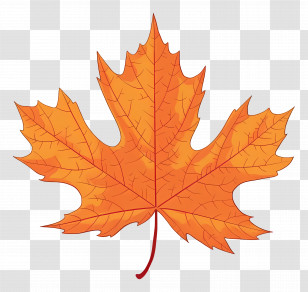 Autumn Maple Leaf - Bright Orange Autumn Maple Leaf Transparent PNG
