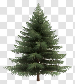 Fir Tree - Realistic Green Pine Tree For Nature Themes Transparent PNG
