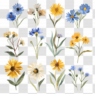 Wild Flower - Yellow And Blue Wildflowers Botanical Illustration Transparent PNG