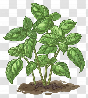 Basil Plant - Basil Plant Botanical Drawing Transparent PNG