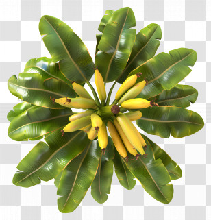 Banana Tree Top View - Banana Tree With Fruit Transparent PNG