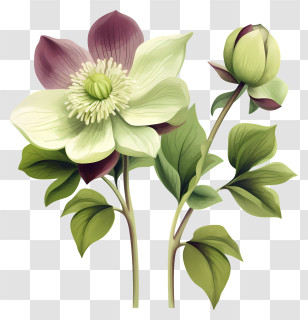 Camellia Flower - Purple And Green Botanical Flower Illustration Transparent PNG