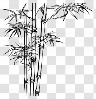 Bamboo - Elegant Bamboo Silhouette Design Transparent PNG
