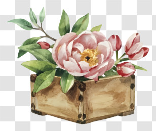 Pink Peonies - Floral Arrangement In A Wooden Box Illustration Transparent PNG