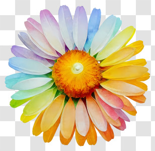 Cartoon - Rainbow Petal Daisy Flower Illustration Transparent PNG