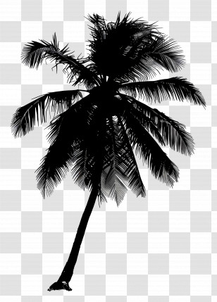 Coconut Tree Silhouette - Silhouette Of A Palm Tree For Tropical Atmosphere Transparent PNG