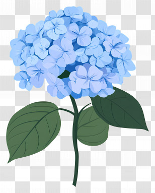 Blue Hydrangea Flower - Beautiful Blue Hydrangea Flowers Transparent PNG