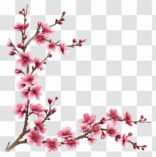 Pink Cherry Blossom Branches - Pink Cherry Blossom Branches With Delicate Blooms Transparent PNG