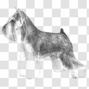 red rock kennel miniature schnauzers