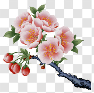 Chinese Painting Cherry Blossom - Delicate Pink Cherry Blossom Branch Transparent PNG