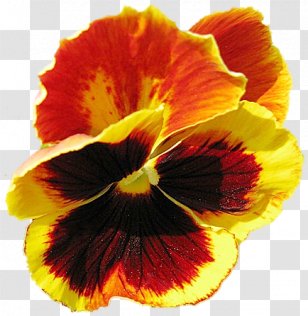Pansy Petal Flower Close-up - Ru Transparent PNG