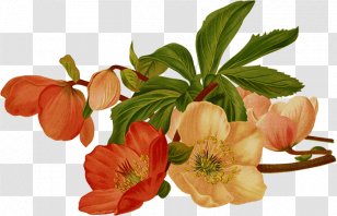 Flower Art Watercolor - Drawing - Impatiens Petal Transparent PNG