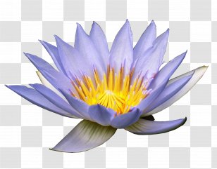 Flower Nymphaea Alba Purple Clip Art - Water Lily - Lotus Transparent PNG