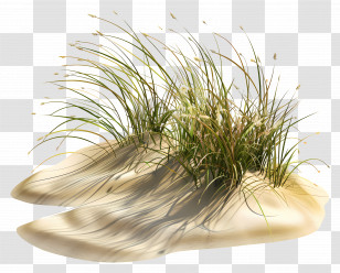 Dune Grass - Beach Grass And Sand Dune Landscape Transparent PNG