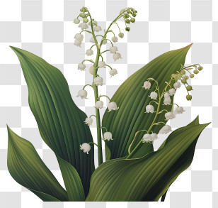 Spring Flowers - Lily Of The Valley Flower Transparent PNG