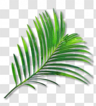 Palm Trees Clip Art Leaf Coconut Watercolor Painting - Tree Transparent PNG