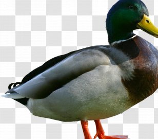 Duck Mallard Water Bird Mergini - Cygnini - Duckling Transparent PNG