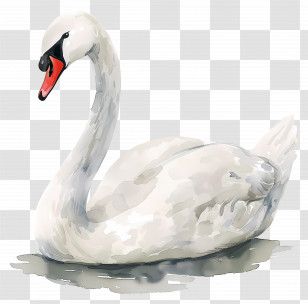 White Swan - Graceful White Swan Floating On Water Transparent PNG