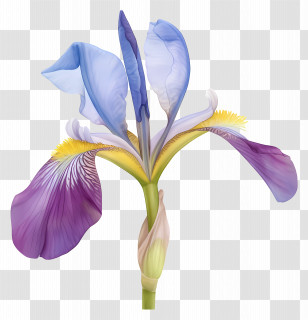 Algerian Iris - Purple Iris Flower Illustration Transparent PNG