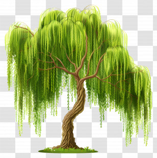 Weeping Willow - Weeping Willow Tree With Green Leaves Transparent PNG