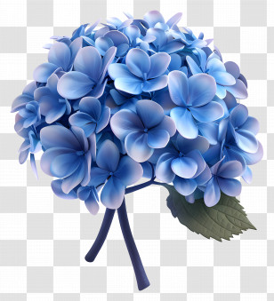 3d Flower - Beautiful Blue Hydrangea Blossom Transparent PNG