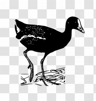 Duck Goose Fowl Feather Fauna - Wildlife - Shorebird Transparent PNG