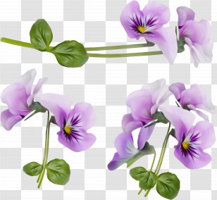 Flower Flowering Plant Violet Purple - Wet Ink - Family Viola Transparent PNG