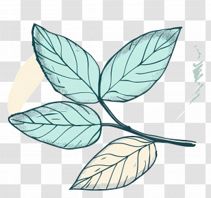 Leaf Mint - Green Leaves On A Branch Transparent PNG